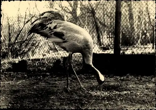 Ak Waren an der Müritz, Kranich