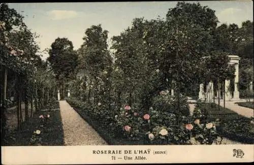 Ak L’Haÿ-les-Roses Val de Marne, Roseraie, Une Allee