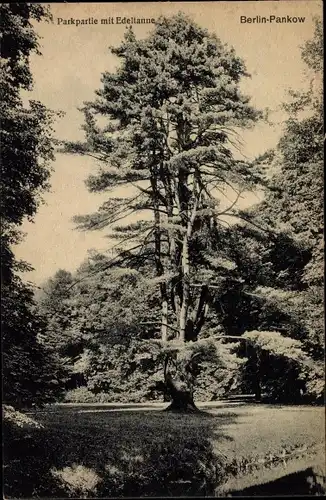 Ak Berlin Pankow, Parkpartie mit Edeltanne