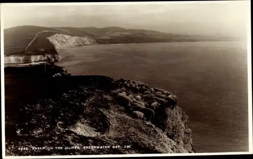 Ak Freshwater Bay Isle of Wight England, Sheep on the cliffs