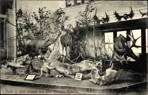 Ak Hamburg Altona, Elch- und Wolfgruppe aus dem Altonaer Museum