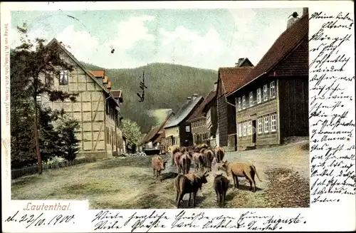 Ak Lautenthal Langelsheim im Oberharz, Ortsansicht, Kühe
