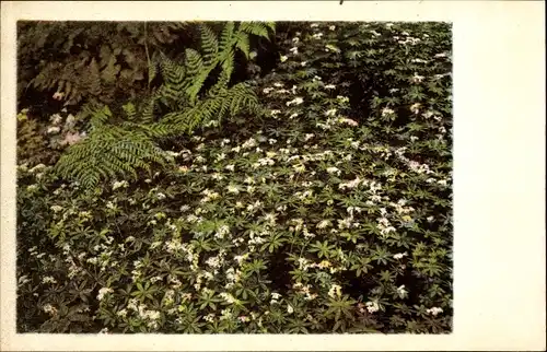 Ak Berlin Zehlendorf Dahlem, Botanischer Garten, Asperula odorata L.