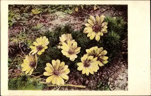 Ak Berlin Zehlendorf Dahlem, Botanischer Garten, Adonisröschen, Adonis vernalis L.