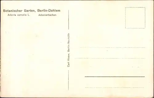 Ak Berlin Zehlendorf Dahlem, Botanischer Garten, Adonisröschen, Adonis vernalis L.