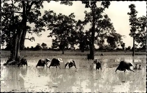 Ak Thailand, Repiquage du riz, Reisfeld