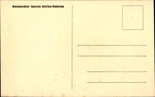 Ak Berlin Zehlendorf Dahlem, Botanischer Garten, Palmen
