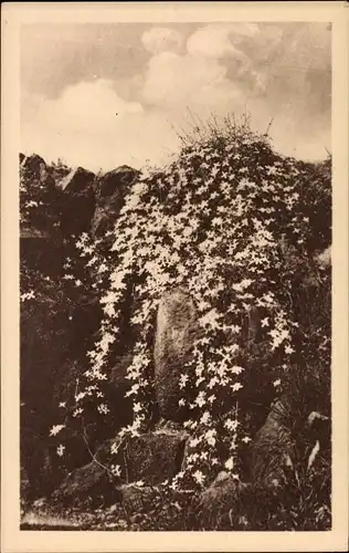 Ak Berlin Zehlendorf Dahlem, Botanischer Garten, Clematis montana Buch