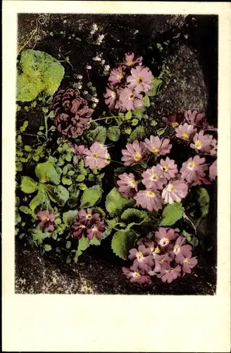 Ak Berlin Zehlendorf Dahlem, Botanischer Garten, Primula hirsuta All