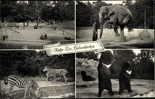 Ak Gelsenkirchen im Ruhrgebiet, Ruhr-Zoo