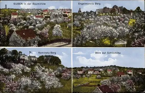 Ak Guben in der Niederlausitz, Baumblüte, Engelmanns Berg, Kaminsky-Berg, Schönhöhe