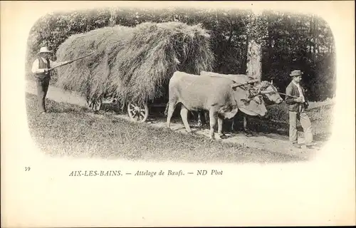 Ak Aix les Bains Savoie, Attelage de Boeufs