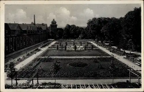 Ak Aschersleben, Der Rosengarten mit Bürgerstraße