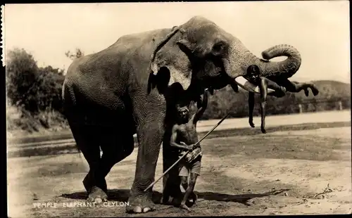Ak Sri Lanka, Elefanten mit Einheimischen, Junge liegt auf dem Stoßzahn