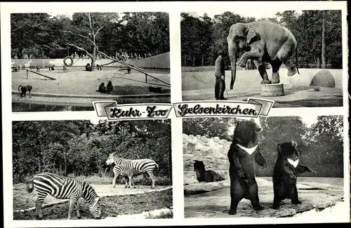 Ak Gelsenkirchen im Ruhrgebiet, Ruhr Zoo, Elefant, Bären, Zebras, Affen