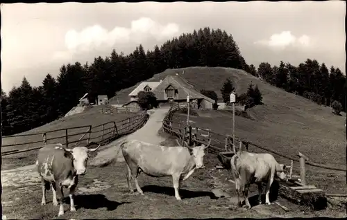 Ak Münstertal im Schwarzwald, Kälbelescheuer, Almgaststätte und Jungviehweide, Kühe