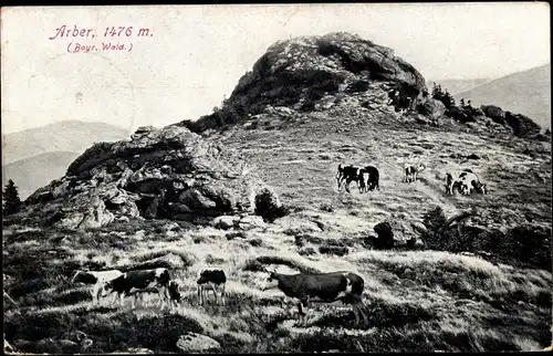 Ak Bayerisch Eisenstein in Niederbayern, Großer Arber, Berg, Kühe