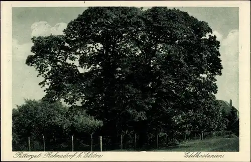 Ak Rehnsdorf Elstra Sachsen, Rittergut, Edelkastanienbaum