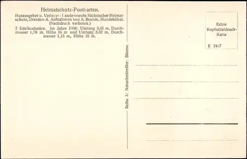 Ak Rehnsdorf Elstra Sachsen, Rittergut, Edelkastanienbaum