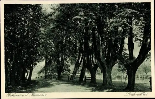 Ak Piskowitz Nebelschütz Sachsen, Lindenallee