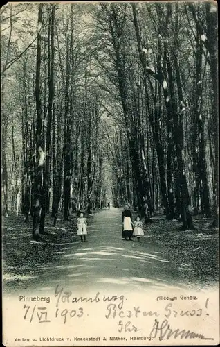 Ak Pinneberg in Holstein, Allee im Gehölz