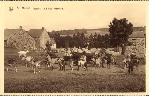 Ak Saint Hubert Wallonien Luxemburg, Paysage, Le Berger Ardennais