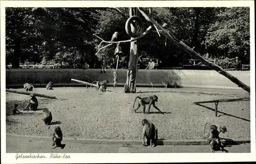 Ak Gelsenkirchen im Ruhrgebiet, Ruhr-Zoo