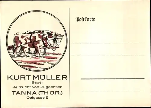 Ak Tanna Thüringen, Kurt Müller, Bauer, Aufzucht von Zugochsen