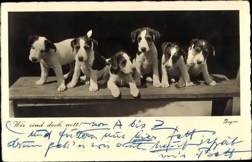 Ak Hund-Familie, Wir sond doch nett