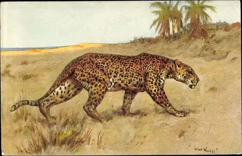 Künstler Ak Leopard, Wildkatze, Palmen