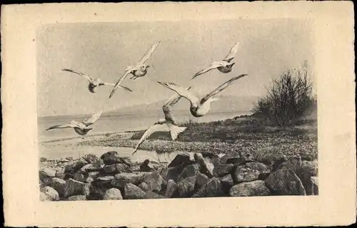 Ak Möwen im Flug, Seeufer