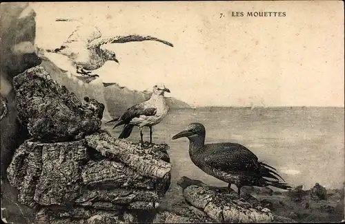 Ak Les Mouettes, Möwen, Felsen