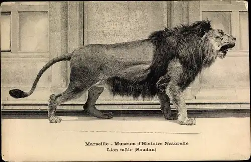 Ak Marseille, Museum d'Histoire Naturelle, Lion male, Soudan