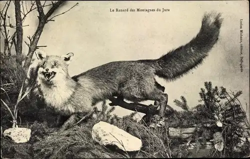 Ak Le Renard des Montagnes du Jura, Fuchs