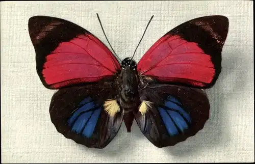 Ak Schmetterling Agrias Sardanpalus