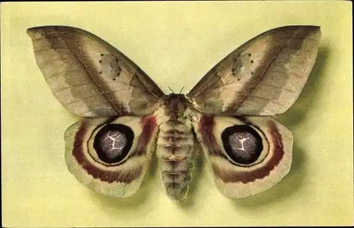 Ak Schmetterling Automeris Janus