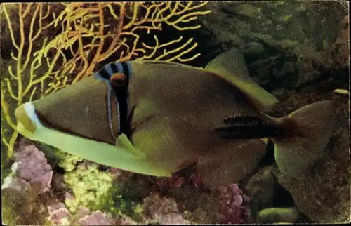 Ak Fisch im Aquarium, Baliste a bandes bleues