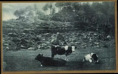 Ak Kühe auf der Wiese, Landwirtschaft