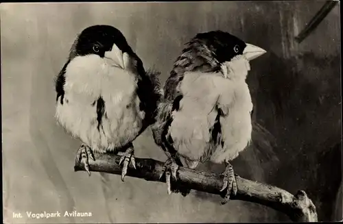 Ak Vogelpark Avifauna, Zwartkop Wevervogel
