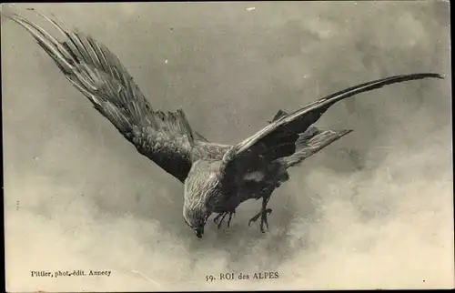 Ak Adler im Flug, Roi des Alpes