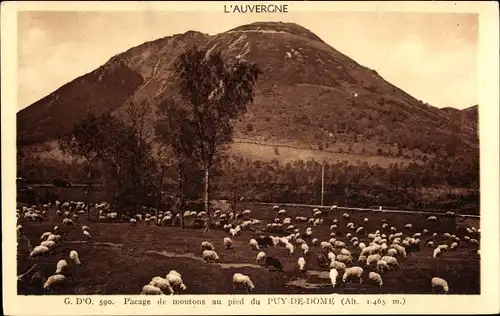 Ak L'Auvergne, Pacage de moutons au pied du Puy de Dome, Schafe