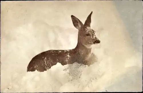 Ak Reh Chevreuil Roe im tiefen Neuschnee