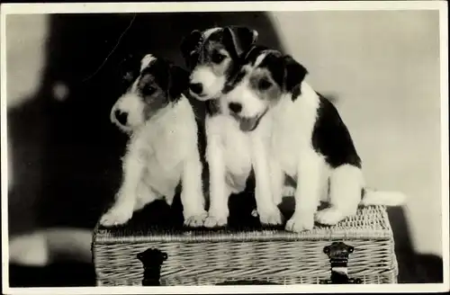 Foto Ak Drei Hunde, Korb, Tier-Portrait