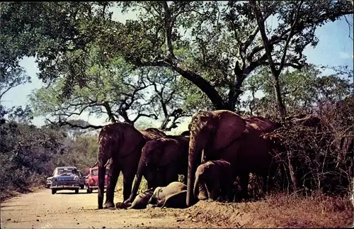 Ak Kruger Nationalpark Südafrika, Elephant family resting