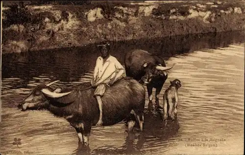 Ak Bien Hoa Saigon Cochinchine Vietnam, zahme Büffel mit Kind