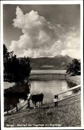 Ak Gmund am Tegernsee Oberbayern, Blick auf den Tegernsee mit Hirschberg, Brücke, Kuh