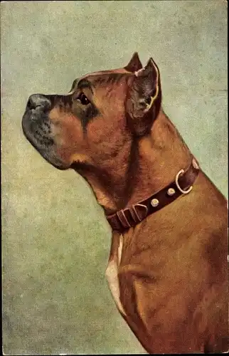 Ak Portrait eines Hundes, Boxer, Halsband