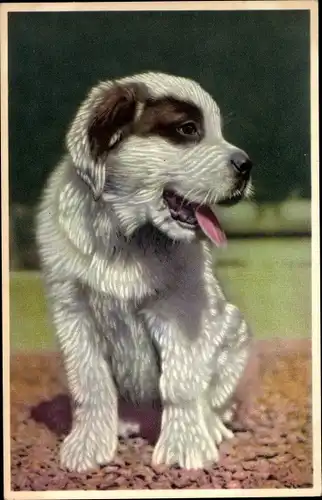 Ak Hund-Portrait, Tier-Portrait, Welpe