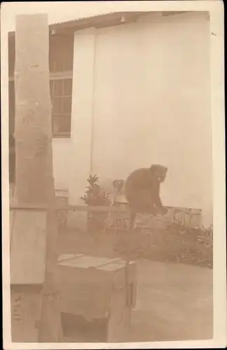 Foto Ak Kleiner Affe, Wohnhaus, Holzkiste