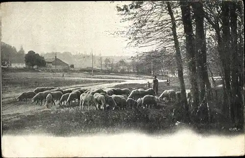 Ak Schafe auf einer Wiese, Bäume, Straße, Wohnhaus